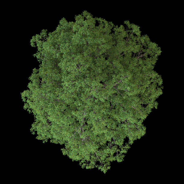 drzewo izolowane na tle. renderowanie 3d - ilustracja - treetop zdjęcia i obrazy z banku zdjęć