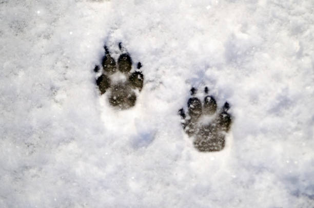 Dog paw print in snow Dog paws at snow outside home. Walk in a Cold winter animal track photos stock pictures, royalty-free photos & images