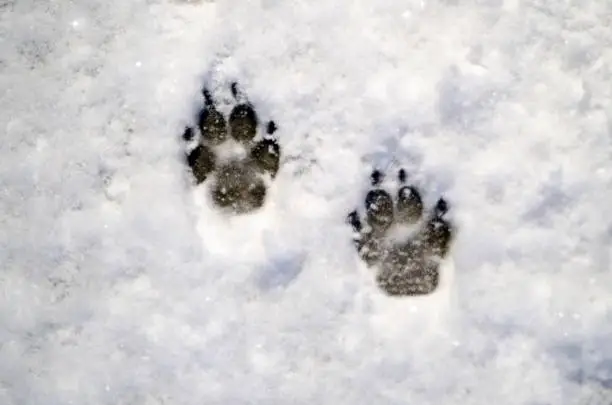Dog paws at snow outside home. Walk in a Cold winter