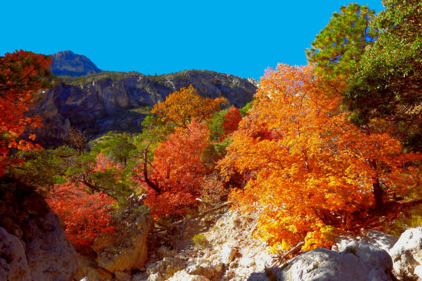 istock Guadalupe Mountains National Park 1190938117