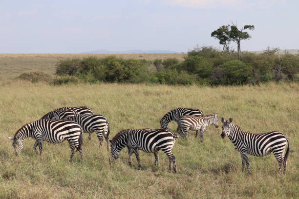 istock Masai Mara wildlife 1190938198