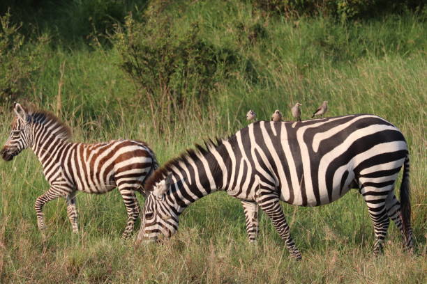 istock Masai Mara wildlife 1190939098