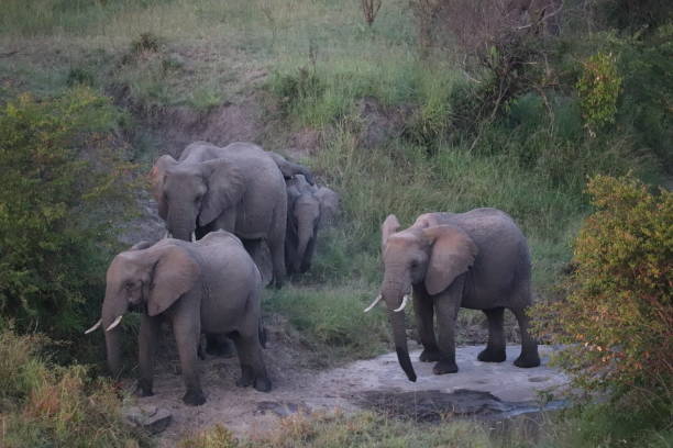 istock Masai Mara wildlife 1190941667