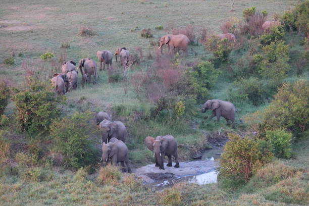 istock Masai Mara wildlife 1190942284