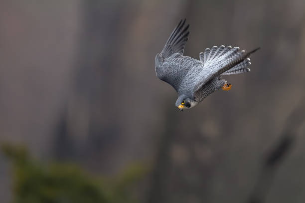 перегрин сокол - peregrine falcon фотографии стоковые фото и изображения