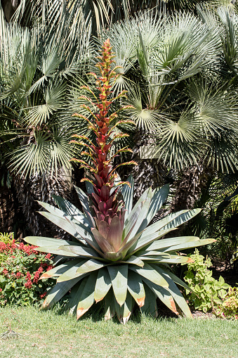 Aloe Vera Plants in the Nursery