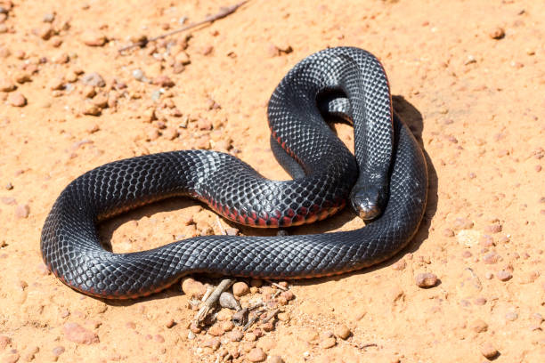 istock Red-bellied Black Snake 1190946762