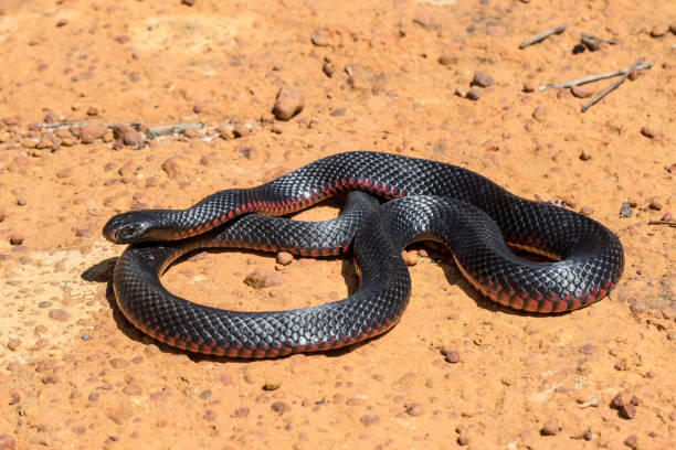 istock Red-bellied Black Snake 1190946828