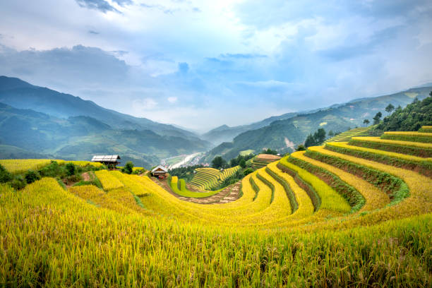 istock Paddy rice terraces with ripe yellow rice 1190946872