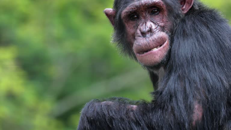 Chimpanzee with his baby in the savannah. Beautiful moment in the wild - animal concept in the wild - close-up view