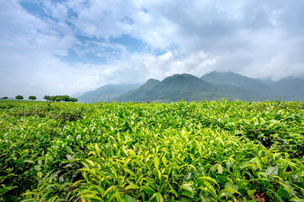 istock Tea fields in the high mountains of northwest Vietnam 1190948463