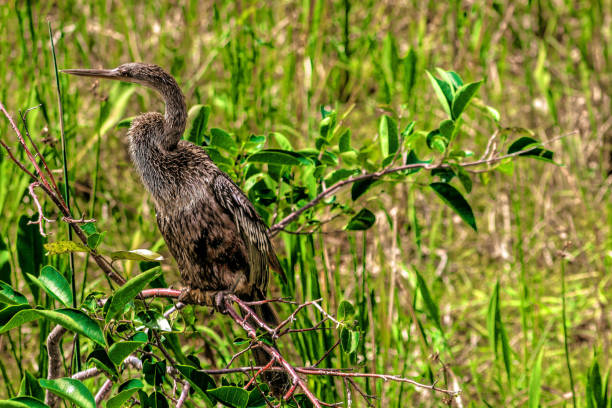young female anhinga (Anhinga anhinga) in the swamp