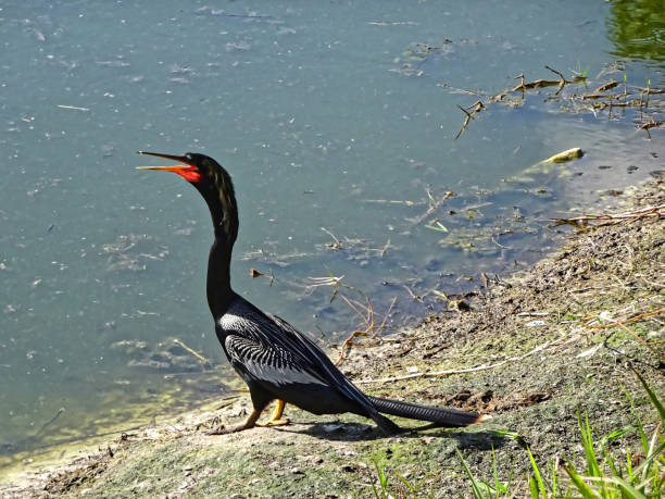 istock black swamp bird on the shore 1190949519
