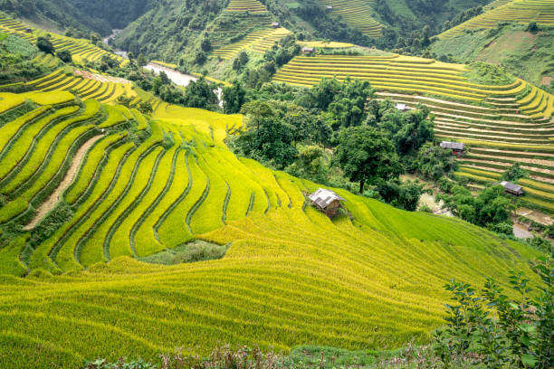 istock Paddy rice terraces with ripe yellow rice 1190949692