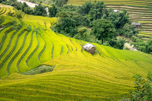 istock Paddy rice terraces with ripe yellow rice 1190949844