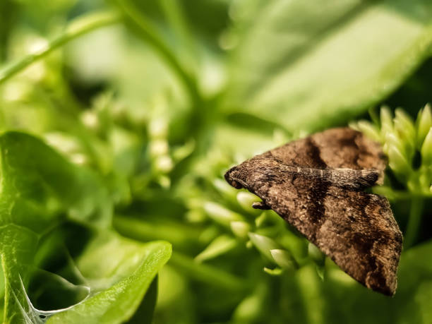 istock The gray butterfly sits on the flower. 1190949922