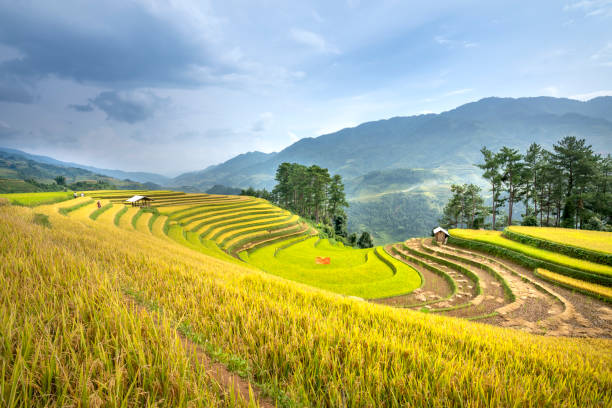 istock Paddy rice terraces with ripe yellow rice 1190949938