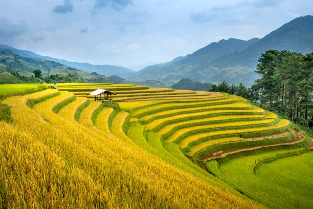istock Paddy rice terraces with ripe yellow rice 1190949977