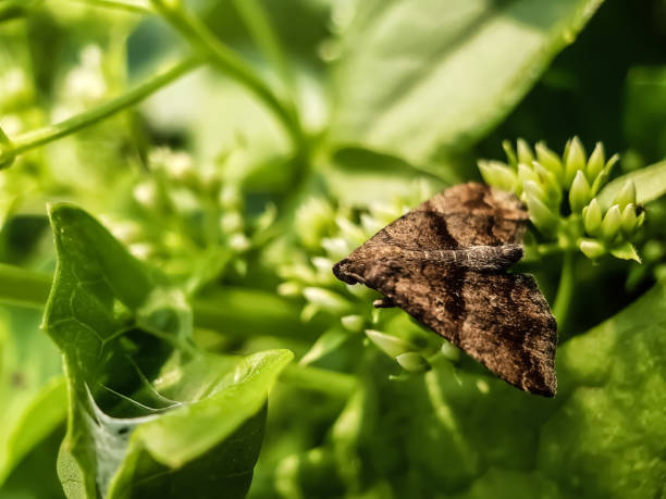 istock Butterflies are sitting on white flowers. 1190950795