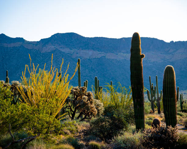istock morning in the desert 1190953116