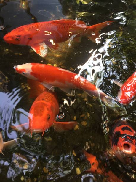 istock Crap fish in the pond 1190953338