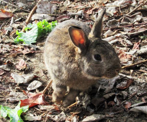istock Adorable Brown Bunny Rabbit Eating Kale At Vancouver Jericho Beach Park 1190954544