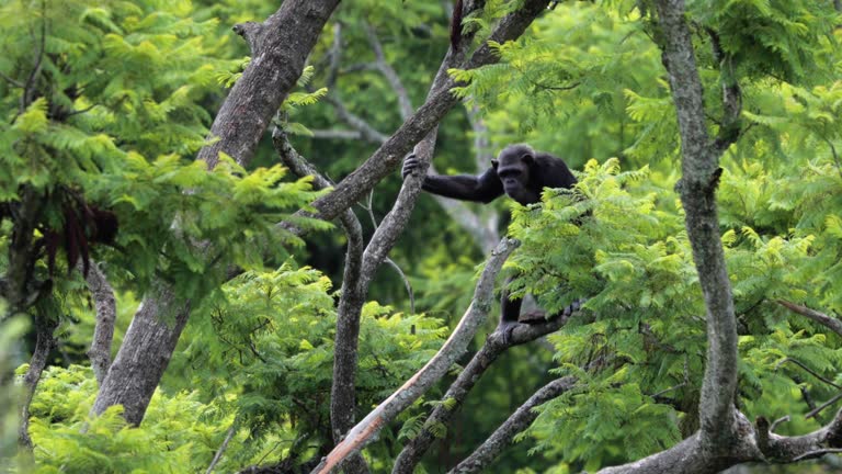 Chimpanzee on a tree branch in the savannah. Beautiful moment in the wild with a monkey - animal concept in the wild