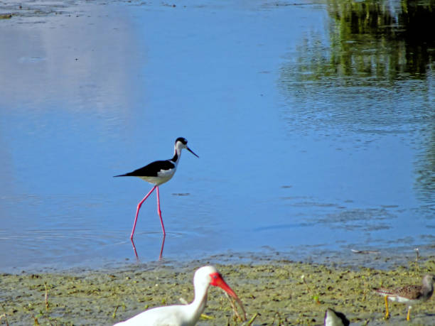 istock Himantopus mexicanus - Black-necked stilt in Florida 1190958809