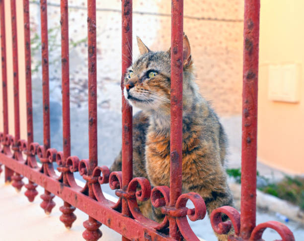 santorini in grecia - domestic cat undomesticated cat window house foto e immagini stock