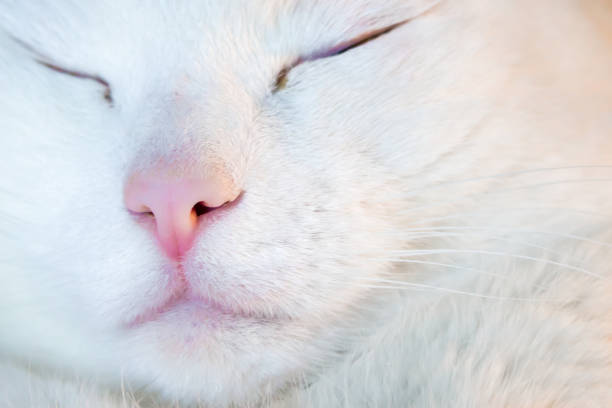 istock Pink nose of white cat close-up 1190959996