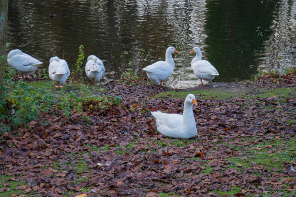 istock Group of geese before a lake close-up 1190964906