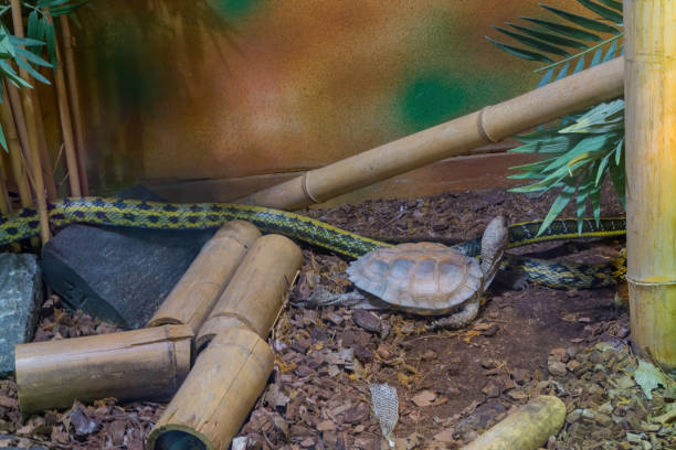 istock Turtle and snake in a terrarium 1190964936