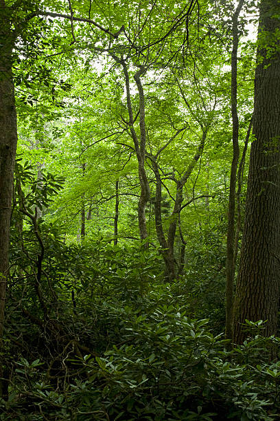 istock Forest, Pink Beds Area, Pisgah NF, NC 119096593