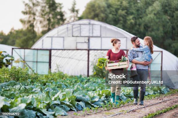 Man Carrying His Daughter While Wife Is Carrying Organic Vegetables In Crate At Greenhouse Stock Photo - Download Image Now