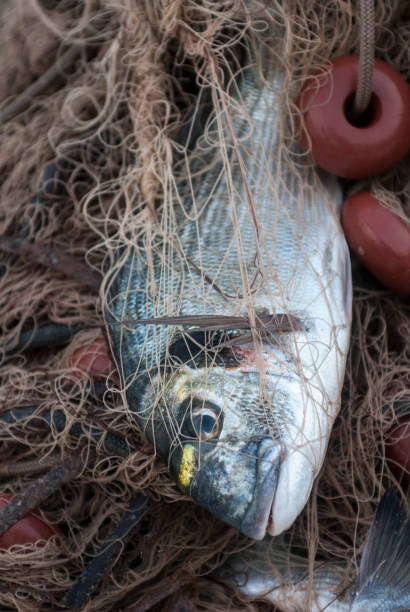istock Fish caught in a fishing net. 1190971777