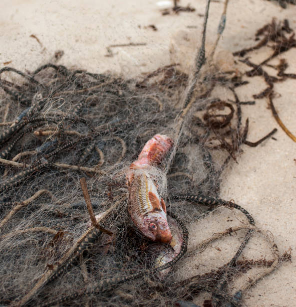 istock Fish caught in a fishing net. 1190971991