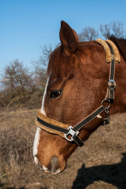 istock Portrait of a horse 1190972079