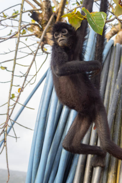 istock A spider monkey forages for food in the forest 1190976272
