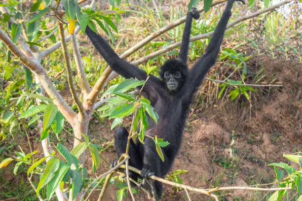 istock A spider monkey forages for food in the forest 1190976300