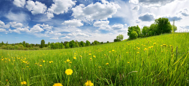 istock Field with dandelions and blue sky 1190976499