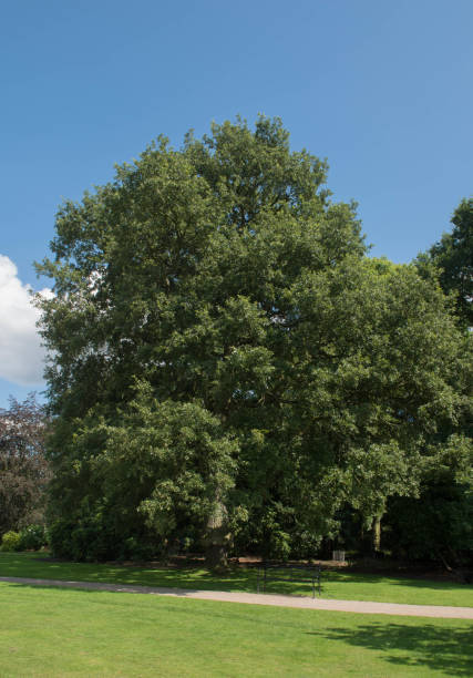 istock Spanish Oak Tree or Lucombe Oak Tree (Quercus x hispanica 'Lucombeana') in a Woodland Landscape Park 1190977286