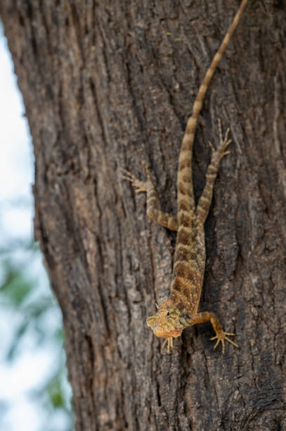 istock Common Garden Lizard or Oriental garden lizard or Calotes versicolor on tree trunk camouflaged 1190977380
