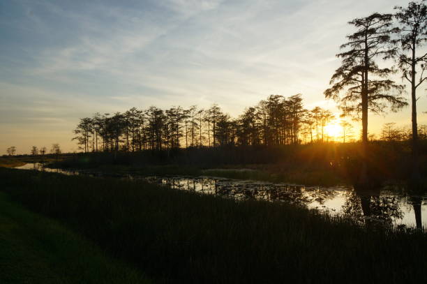 istock sunset in the swamp 1190983284
