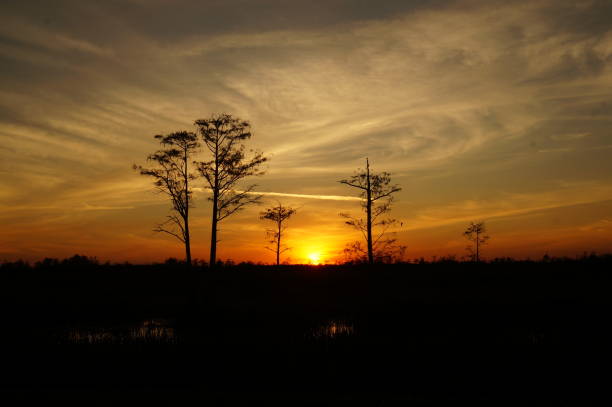 istock sunset in the swamp 1190984110