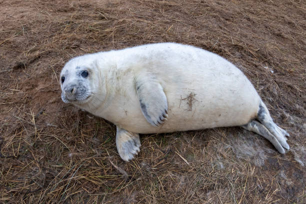 neugeborenen weiß grau siegel entspannen auf donna nook strand linconshire - donna nook stock-fotos und bilder