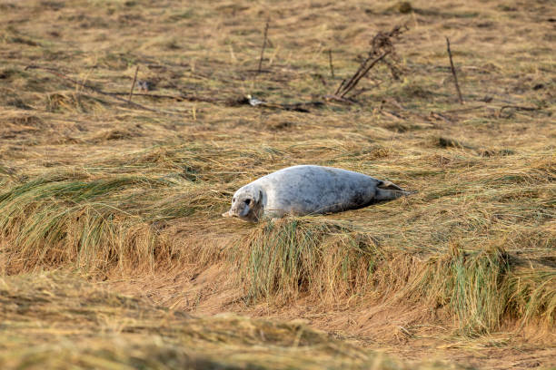 neugeborenen weiß grau siegel entspannen auf donna nook strand linconshire - donna nook stock-fotos und bilder