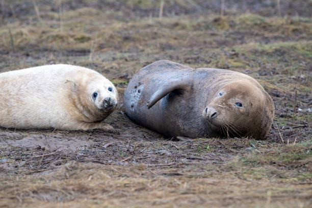 graue robbe entspannen auf donna nook strand linconshire - donna nook stock-fotos und bilder