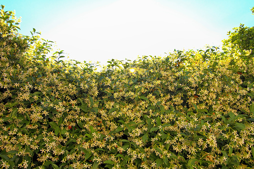 A hedge of star jasmine in sunlight
