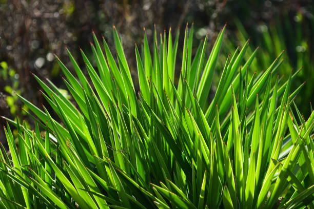 istock Backlit Spanish Bayonet plant in morning light 1190987214