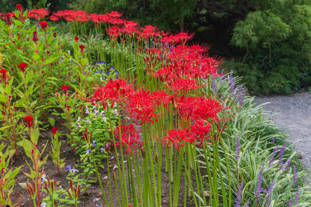 istock Amaryllis cluster in the Park 1190987240